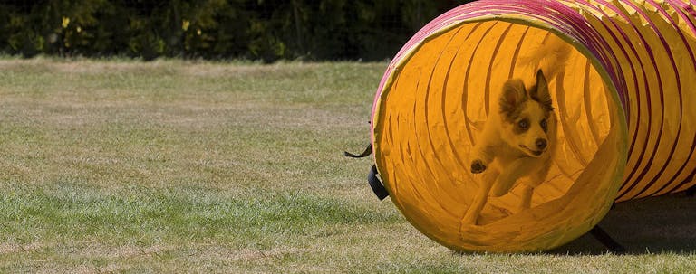 How to Train a Puppy to Do Agility How to Train a Puppy to Do Agility
